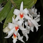 Dendrobium draconis-Flowering Size